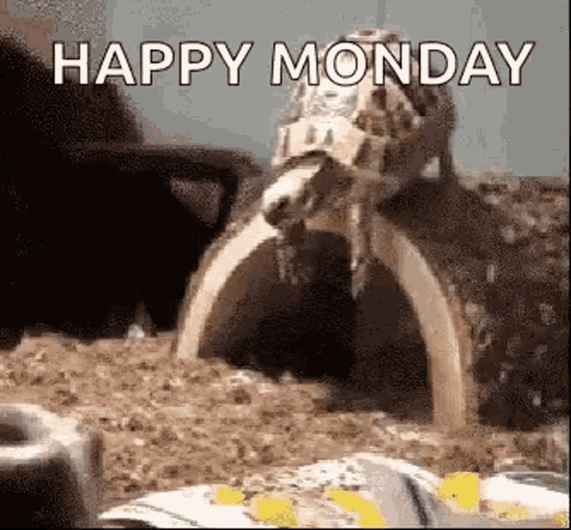 Share this happy Monday turtle GIF for free. Use it in Slack to show your team's pace at the start of the week.