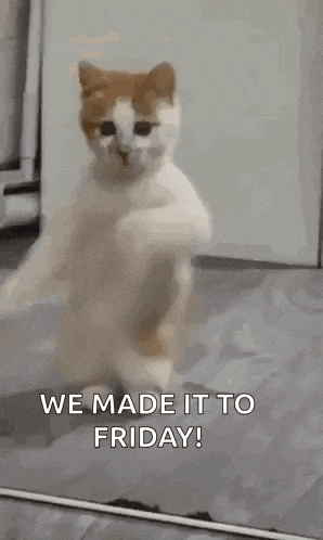Use this 'We made it to Friday!' cat GIF for your team. Great for Slack reactions when the work week concludes.
